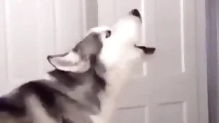 Furry Gay XXX 15